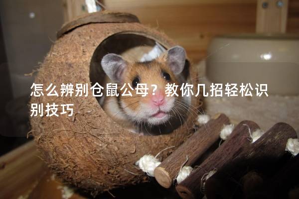 怎么辨别仓鼠公母？教你几招轻松识别技巧