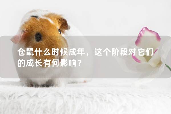 仓鼠什么时候成年，这个阶段对它们的成长有何影响？