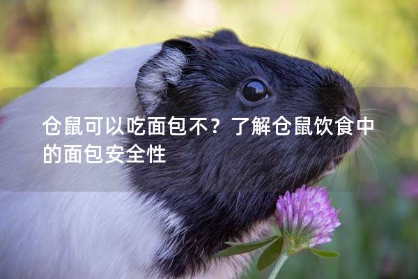 仓鼠可以吃面包不？了解仓鼠饮食中的面包安全性