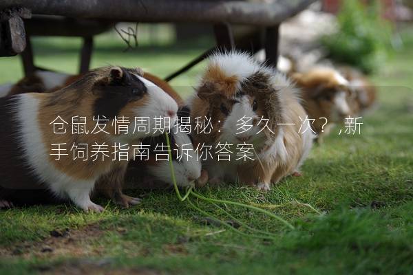 仓鼠发情周期揭秘：多久一次？,新手饲养指南告诉你答案