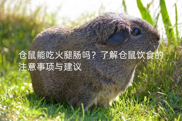 仓鼠能吃火腿肠吗？了解仓鼠饮食的注意事项与建议