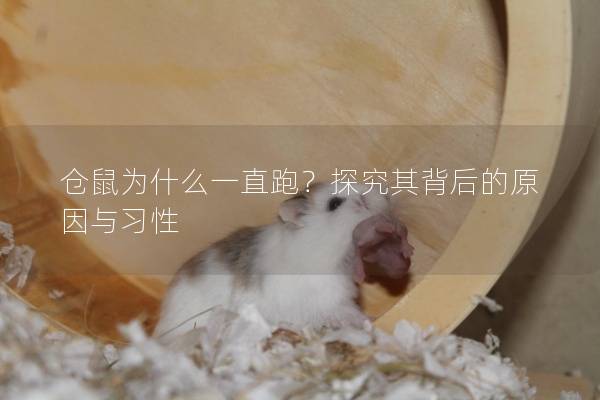 仓鼠为什么一直跑？探究其背后的原因与习性