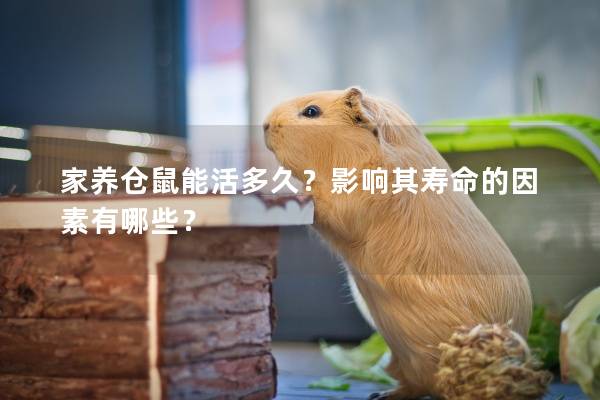 家养仓鼠能活多久？影响其寿命的因素有哪些？