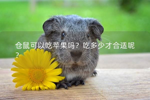 仓鼠可以吃苹果吗？吃多少才合适呢？