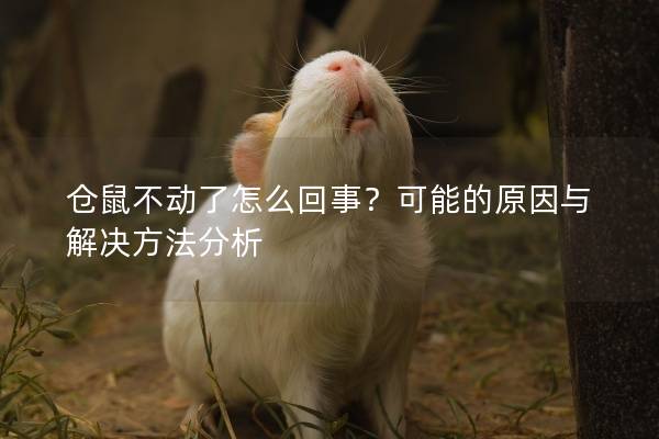仓鼠不动了怎么回事？可能的原因与解决方法分析