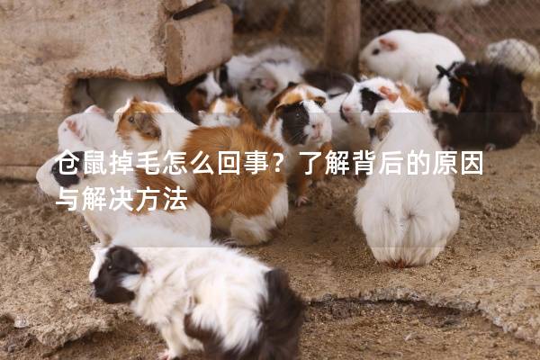 仓鼠掉毛怎么回事？了解背后的原因与解决方法