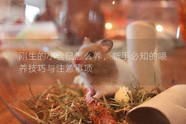 刚生的小仓鼠怎么养，新手必知的喂养技巧与注意事项