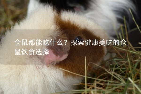 仓鼠都能吃什么？探索健康美味的仓鼠饮食选择