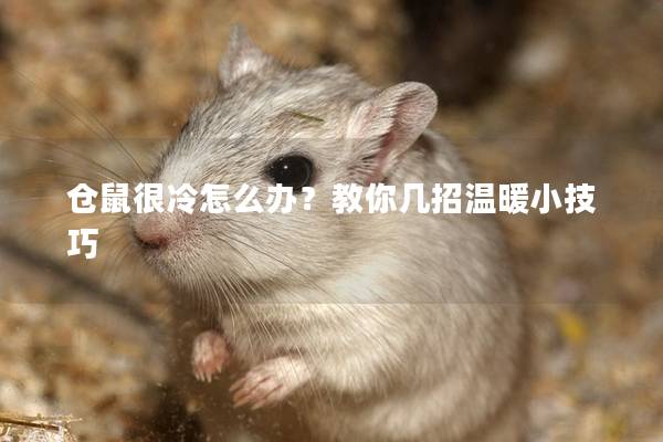 仓鼠很冷怎么办？教你几招温暖小技巧