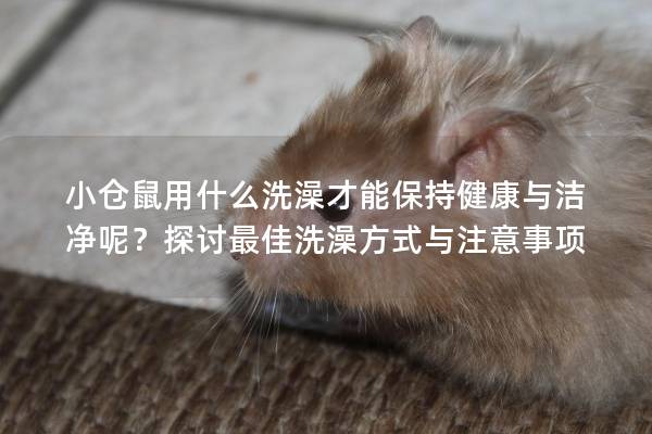 小仓鼠用什么洗澡才能保持健康与洁净呢？探讨最佳洗澡方式与注意事项
