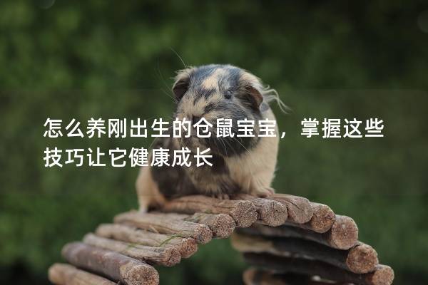 怎么养刚出生的仓鼠宝宝，掌握这些技巧让它健康成长