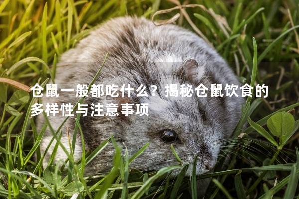 仓鼠一般都吃什么？揭秘仓鼠饮食的多样性与注意事项