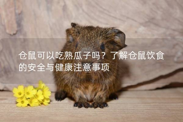 仓鼠可以吃熟瓜子吗？了解仓鼠饮食的安全与健康注意事项