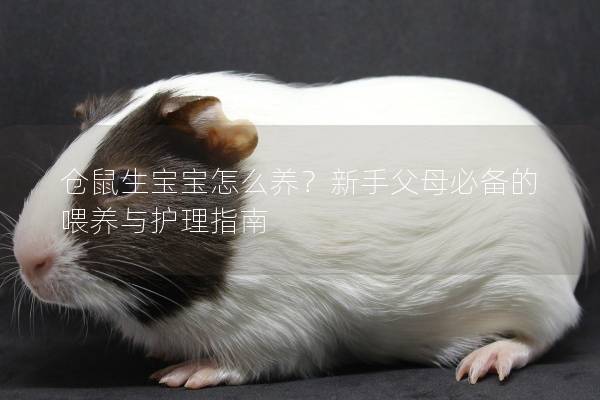 仓鼠生宝宝怎么养？新手父母必备的喂养与护理指南