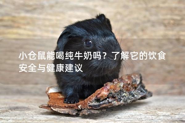小仓鼠能喝纯牛奶吗？了解它的饮食安全与健康建议
