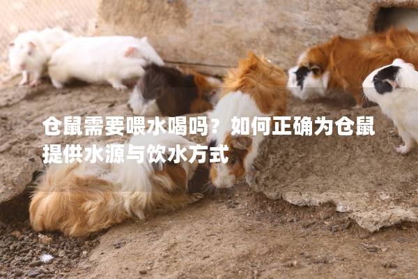 仓鼠需要喂水喝吗？如何正确为仓鼠提供水源与饮水方式