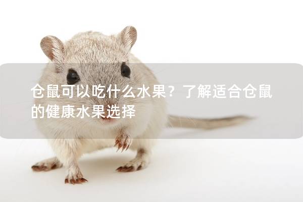 仓鼠可以吃什么水果？了解适合仓鼠的健康水果选择