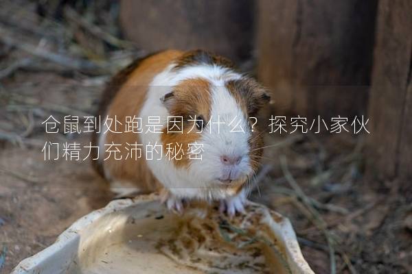 仓鼠到处跑是因为什么？探究小家伙们精力充沛的秘密