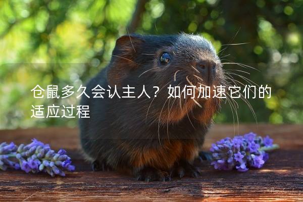 仓鼠多久会认主人？如何加速它们的适应过程