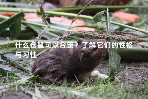 什么仓鼠可以合笼？了解它们的性格与习性