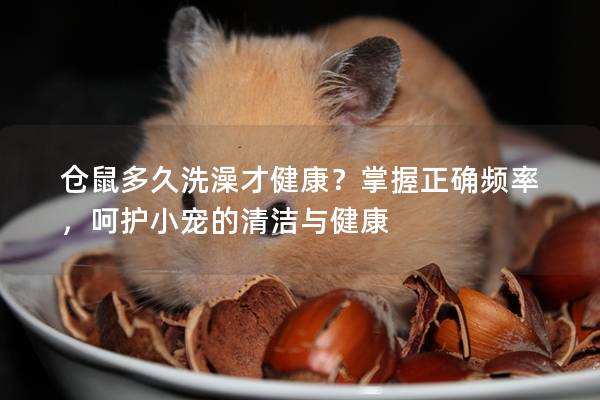 仓鼠多久洗澡才健康？掌握正确频率，呵护小宠的清洁与健康