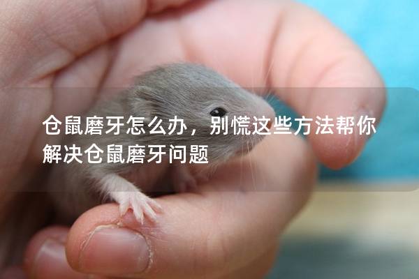 仓鼠磨牙怎么办，别慌这些方法帮你解决仓鼠磨牙问题