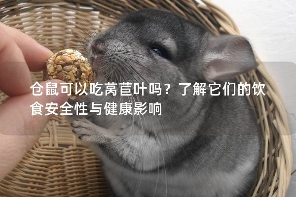仓鼠可以吃莴苣叶吗？了解它们的饮食安全性与健康影响
