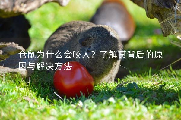 仓鼠为什么会咬人？了解其背后的原因与解决方法
