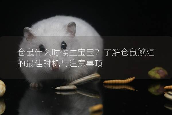 仓鼠什么时候生宝宝？了解仓鼠繁殖的最佳时机与注意事项