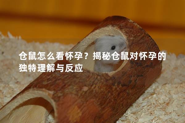 仓鼠怎么看怀孕？揭秘仓鼠对怀孕的独特理解与反应