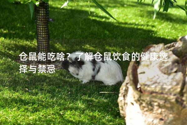 仓鼠能吃啥？了解仓鼠饮食的健康选择与禁忌
