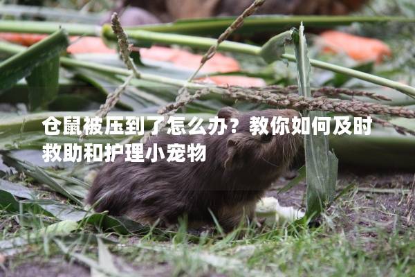 仓鼠被压到了怎么办？教你如何及时救助和护理小宠物