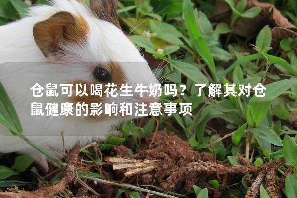 仓鼠可以喝花生牛奶吗？了解其对仓鼠健康的影响和注意事项