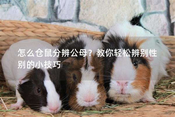 怎么仓鼠分辨公母？教你轻松辨别性别的小技巧