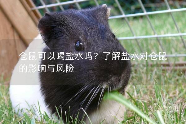仓鼠可以喝盐水吗？了解盐水对仓鼠的影响与风险