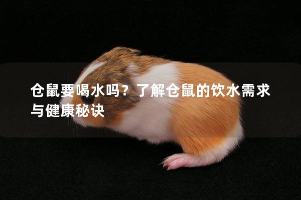 仓鼠要喝水吗？了解仓鼠的饮水需求与健康秘诀