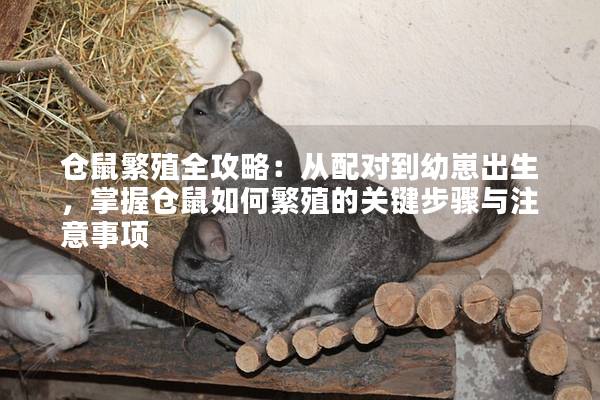 仓鼠繁殖全攻略：从配对到幼崽出生，掌握仓鼠如何繁殖的关键步骤与注意事项
