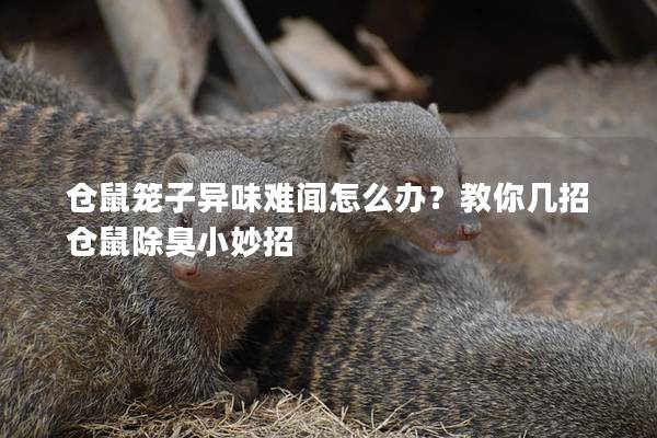 仓鼠笼子异味难闻怎么办？教你几招仓鼠除臭小妙招