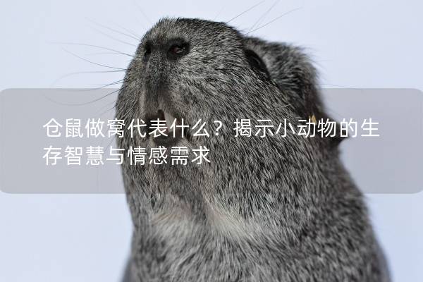 仓鼠做窝代表什么？揭示小动物的生存智慧与情感需求