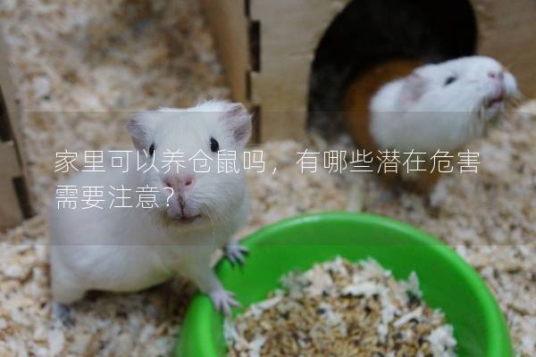 家里可以养仓鼠吗，有哪些潜在危害需要注意？