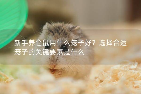 新手养仓鼠用什么笼子好？选择合适笼子的关键要素是什么
