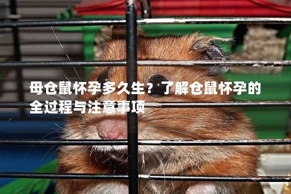 母仓鼠怀孕多久生？了解仓鼠怀孕的全过程与注意事项