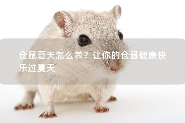 仓鼠夏天怎么养？让你的仓鼠健康快乐过夏天