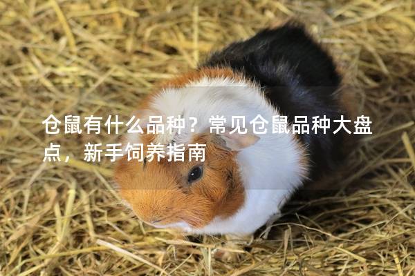 仓鼠有什么品种？常见仓鼠品种大盘点，新手饲养指南