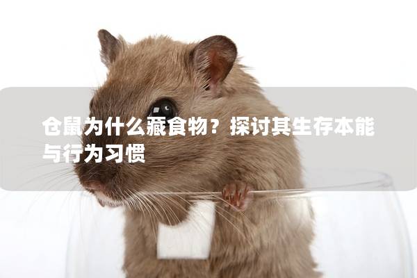 仓鼠为什么藏食物？探讨其生存本能与行为习惯