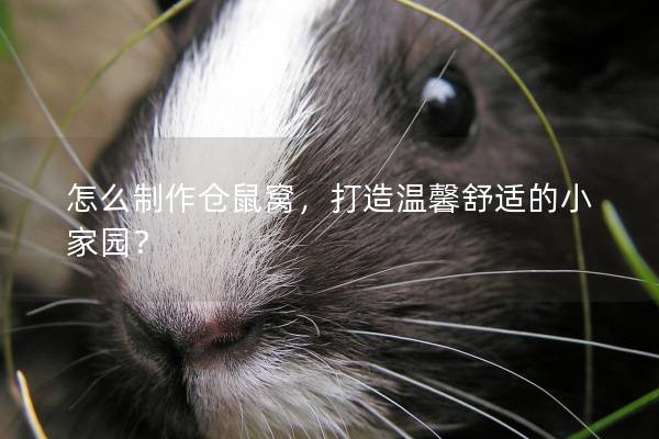 怎么制作仓鼠窝，打造温馨舒适的小家园？