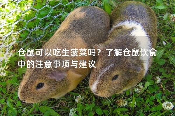 仓鼠可以吃生菠菜吗？了解仓鼠饮食中的注意事项与建议