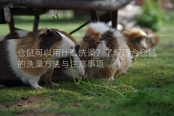 仓鼠可以用什么洗澡？了解适合仓鼠的洗澡方法与注意事项