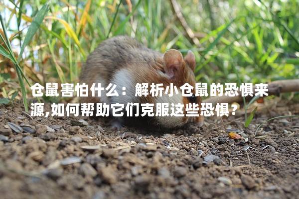 仓鼠害怕什么：解析小仓鼠的恐惧来源,如何帮助它们克服这些恐惧？