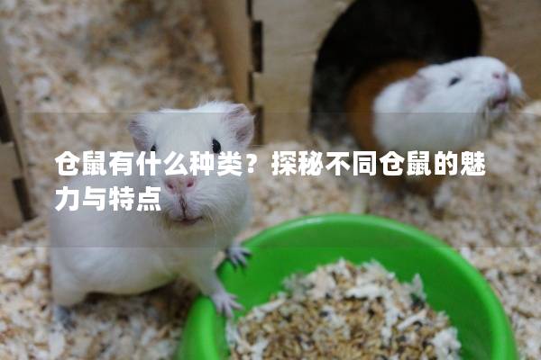 仓鼠有什么种类？探秘不同仓鼠的魅力与特点